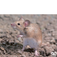 گونه موش خانگی House Mouse